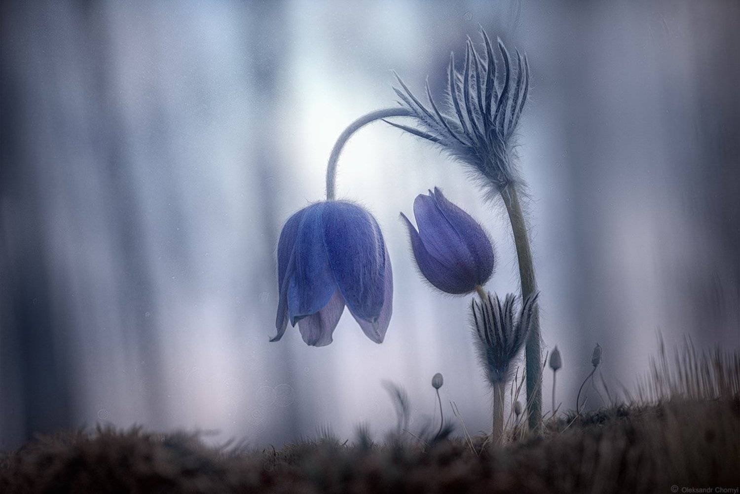 украина, коростышев, весна, лес, красота, макро, макро мир, природа, макро-красота,  сон трава, нежность,, Александр Чорный