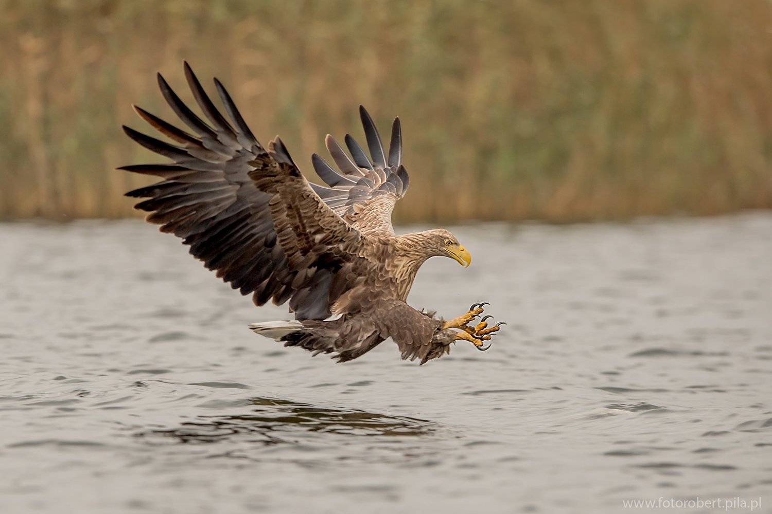 Орел в полете, Robert Szmytkowski