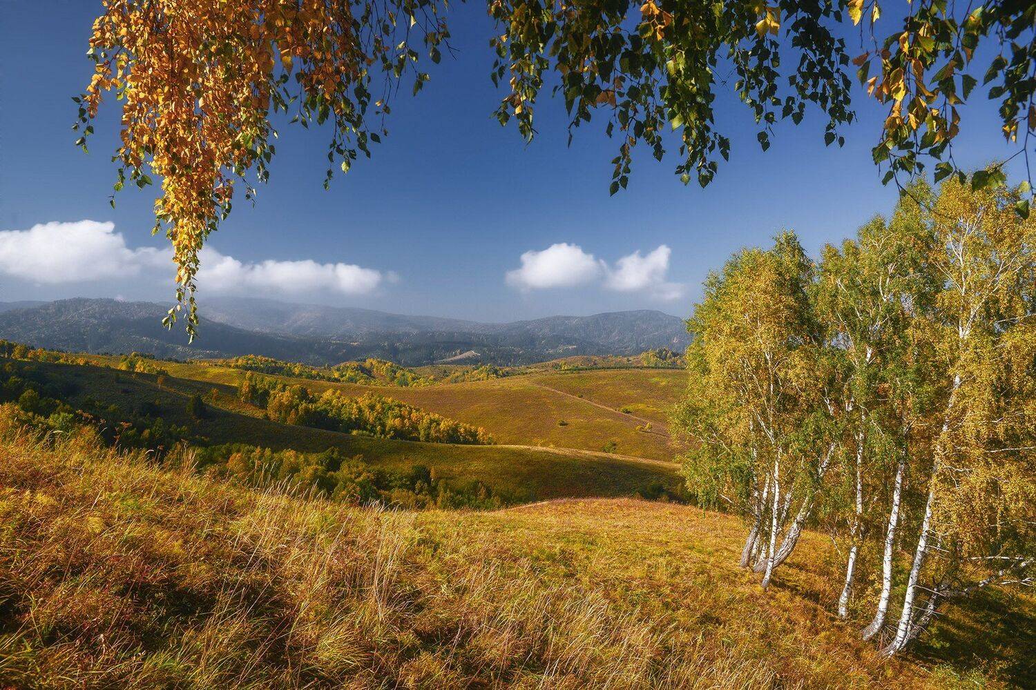 пейзаж, осень, свет, березы, алтай, сентябрь, горы, Павел Силиненко