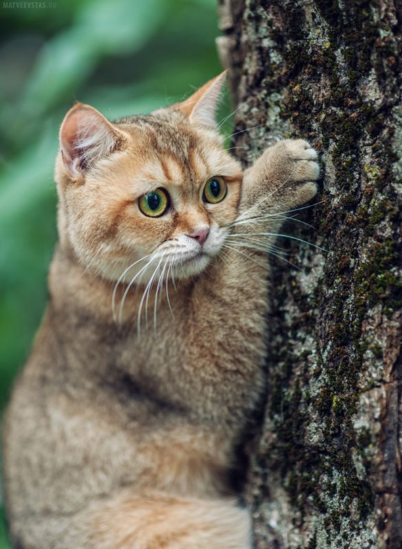 кот котик котики котэ британец Апельсин фото превью