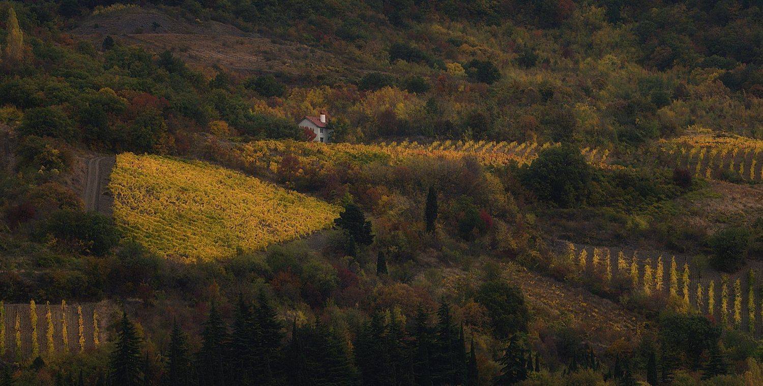 горы, виноградники, осень, Вьюшкин Игорь
