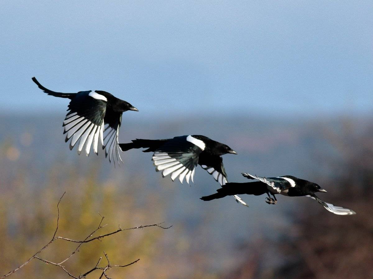 , Георги Славов