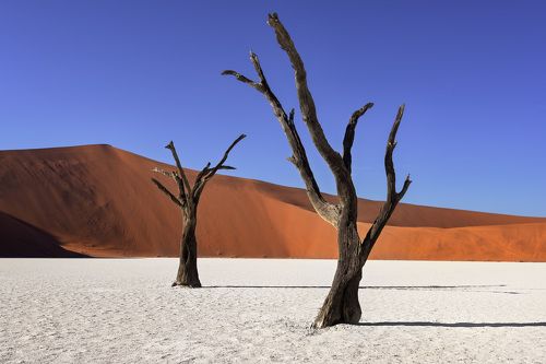 Dead Acacia Trees and Red Dunes of Deadvlei