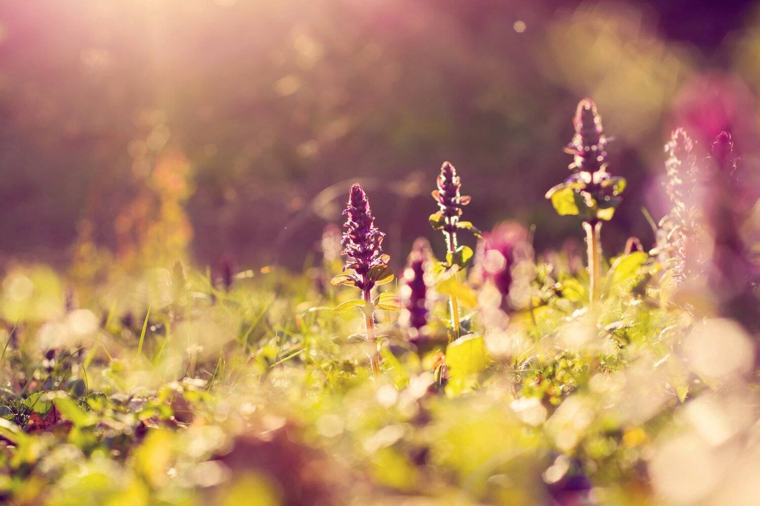 nature, flower&acute;s, macro, landcsape, sunset, bokeh, lens flare, flare, light, color, plants, natural, природа, цветы, макро, пейзаж, закат, боке, вспышка объектива, вспышка, свет, цвет, растения, естественный, Antonio Coelho