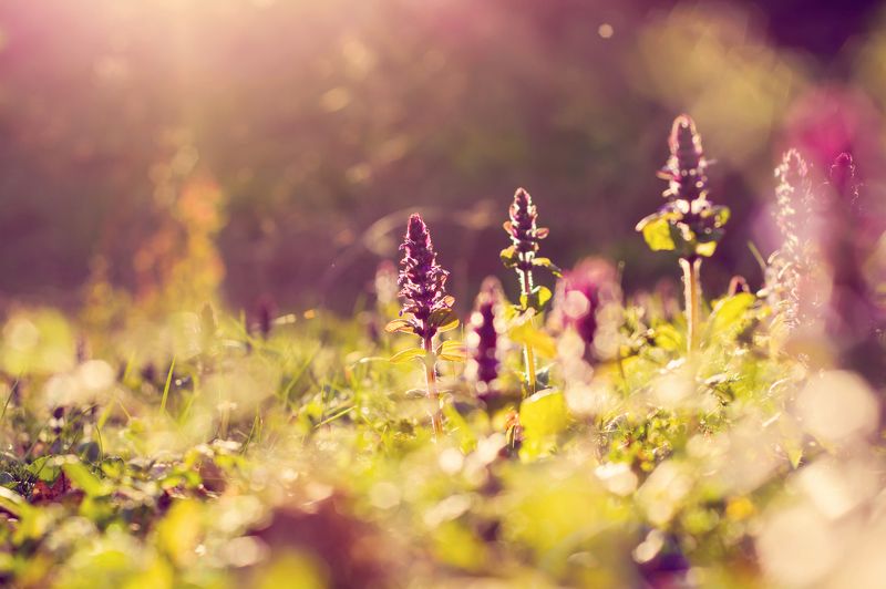 nature, flower´s, macro, landcsape, sunset, bokeh, lens flare, flare, light, color, plants, natural, природа, цветы, макро, пейзаж, закат, боке, вспышка объектива, вспышка, свет, цвет, растения, естественный Поздно вечером фото превью