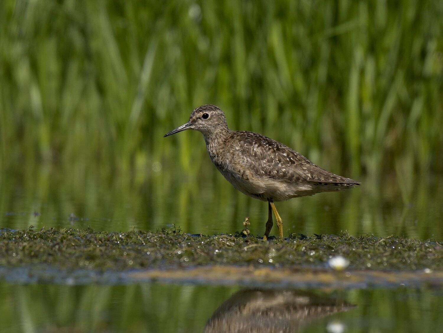 птицы,природа,лето, Андрей Киселёв