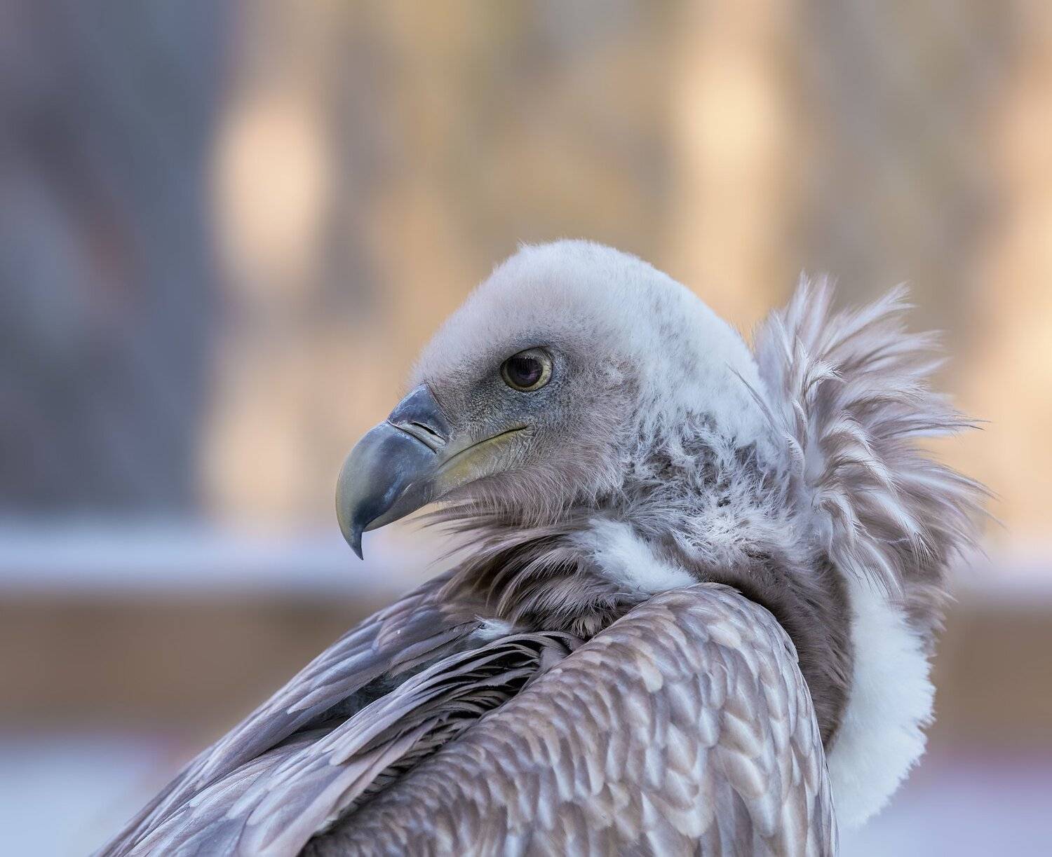 , Олег Богданов