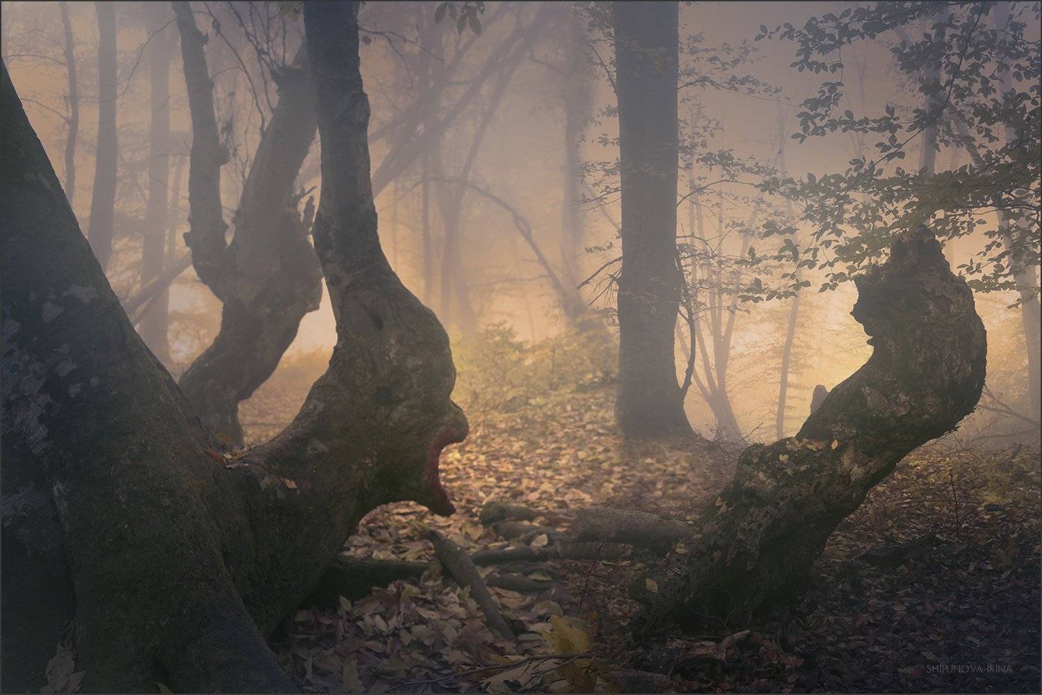 , Шипунова Ирина