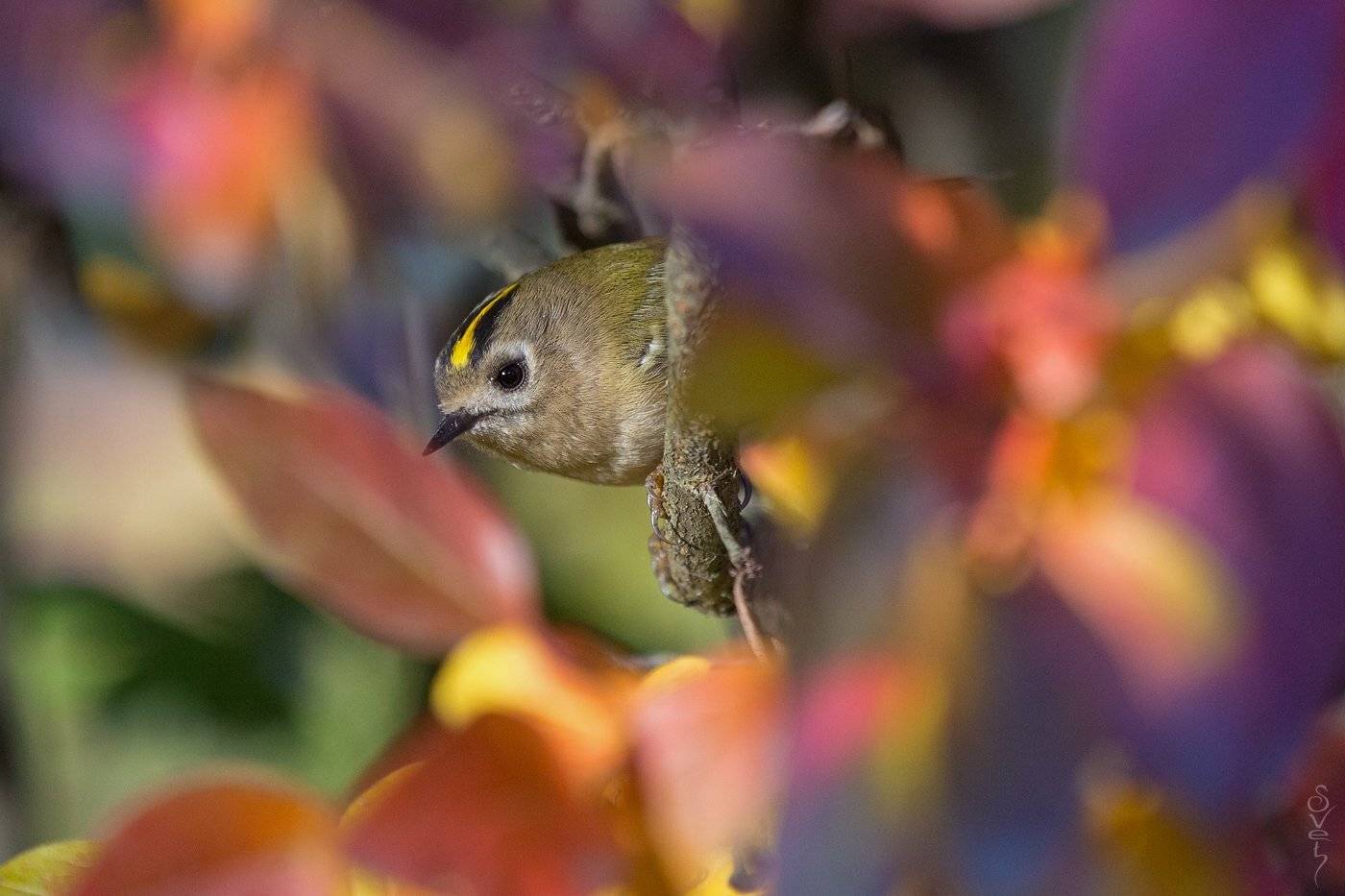 королёк, Байбекова Светлана