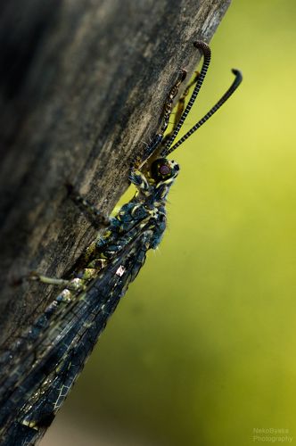 муравьиный лев