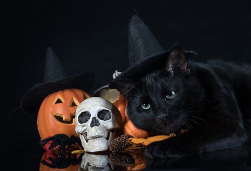 Хэллоуин с чёрным котом - Happy Нalloween