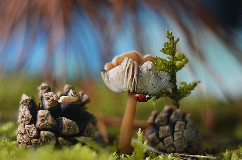 Покоряя новые вершины фото превью