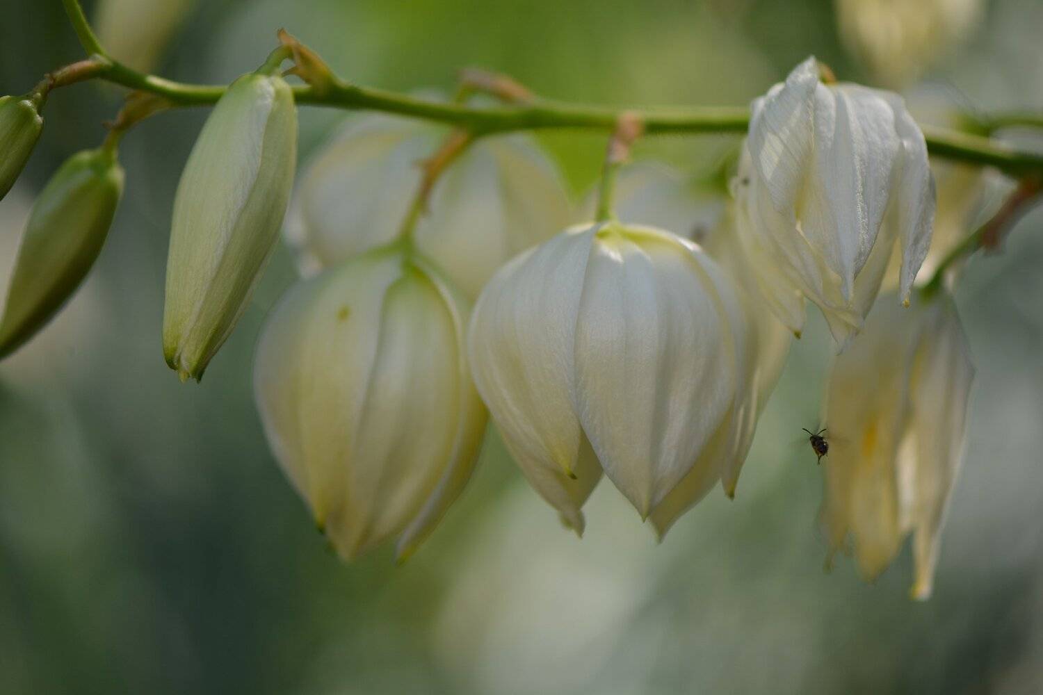 , Юрий Пужалин
