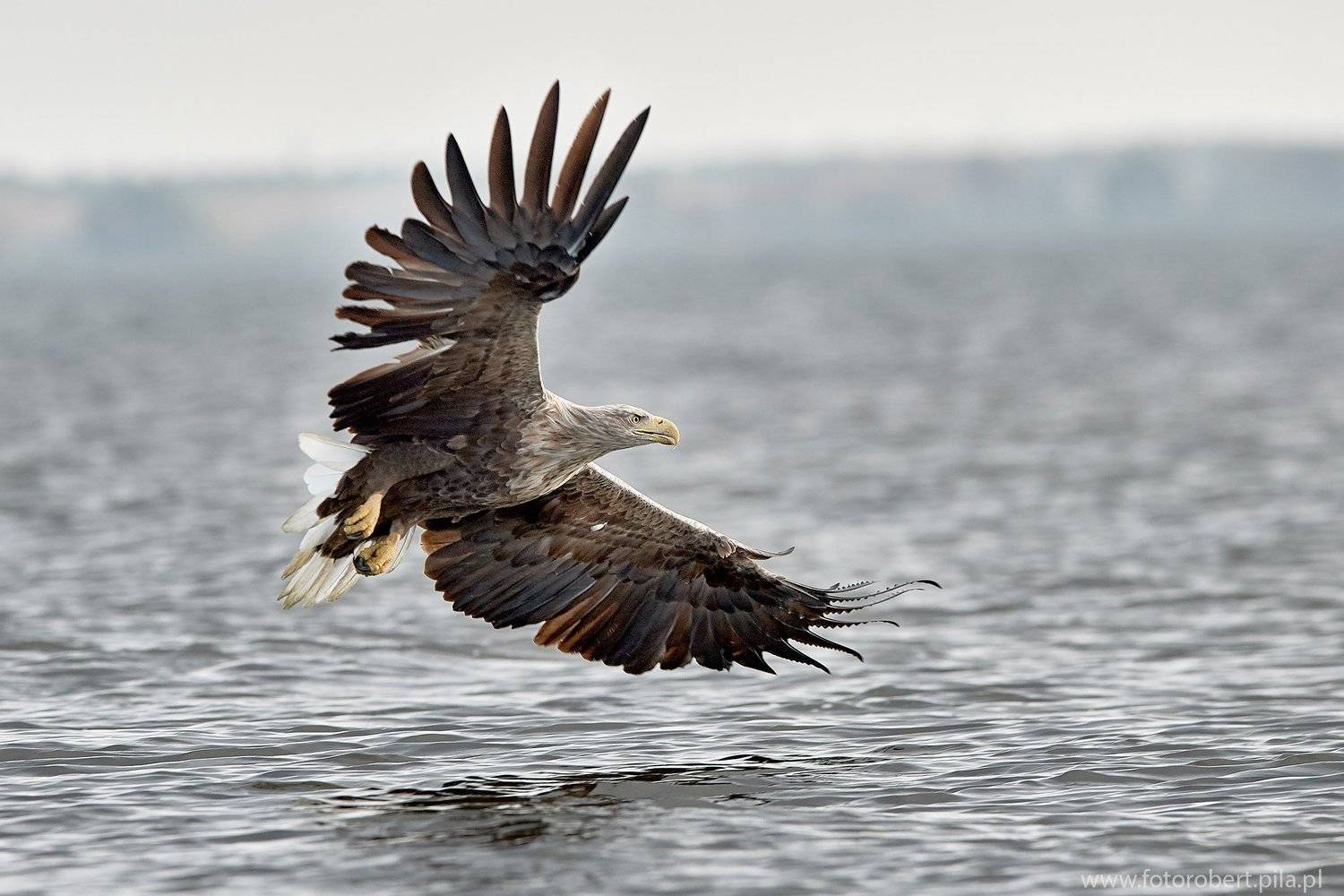 Орел в полете, Robert Szmytkowski