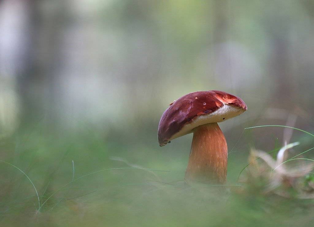 гриб, осень, заросли, листья, ветви, дерево, мох, деревья, растения, природа, лето, фон, зеленый, коричневый, красиво, листва, облачно., Виктор Шнайдер