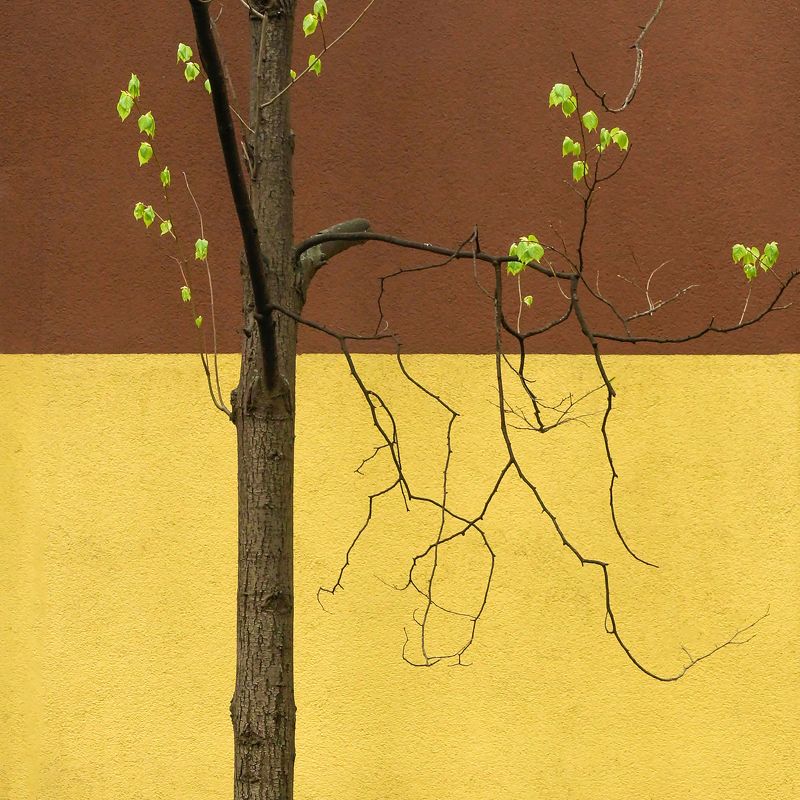 весна мои квадраты фото превью