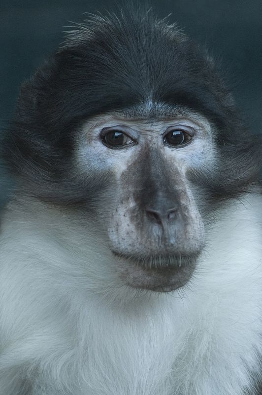 Crowned Mangabey фото превью