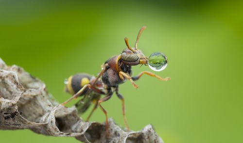 Wasp Blowing Water Bubble 171101A