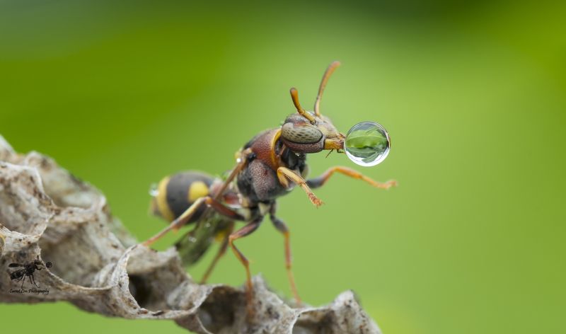 #macro#wasp#waterbubble#reflection#colors Wasp Blowing Water Bubble 171101A фото превью