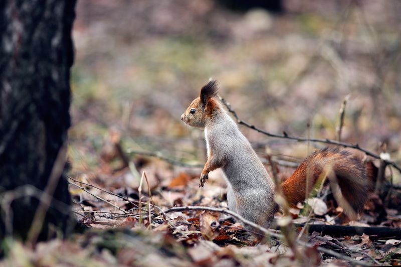 белки, осень, лес Про бельчонка фото превью