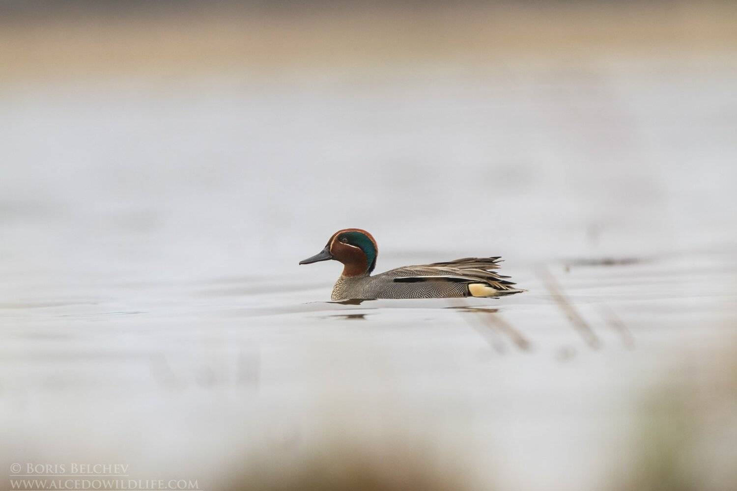 floating hide, Борис Белчев