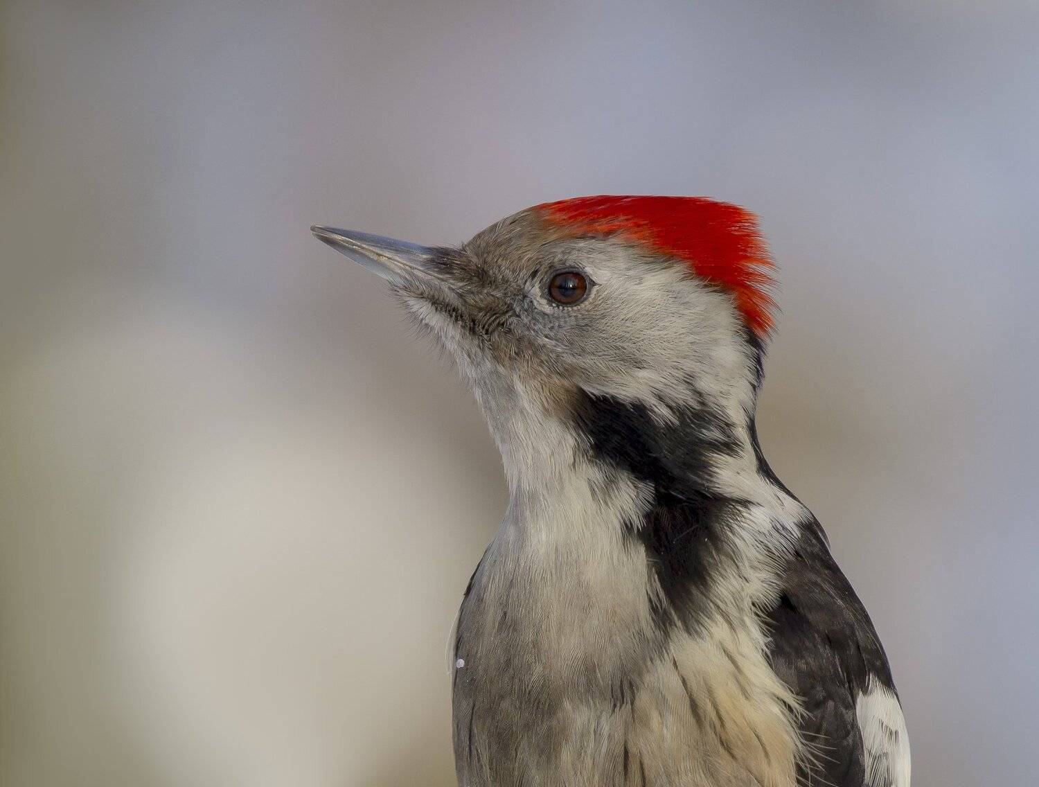 птицы,природа, Андрей Киселёв