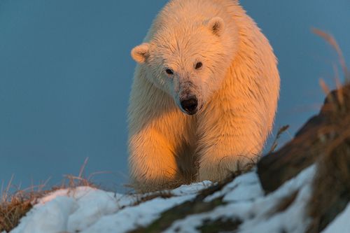 Солнечный медведь...