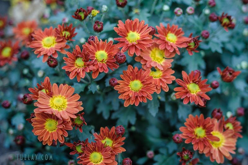 октябрьские цветы Последний поцелуй октября . . . фото превью