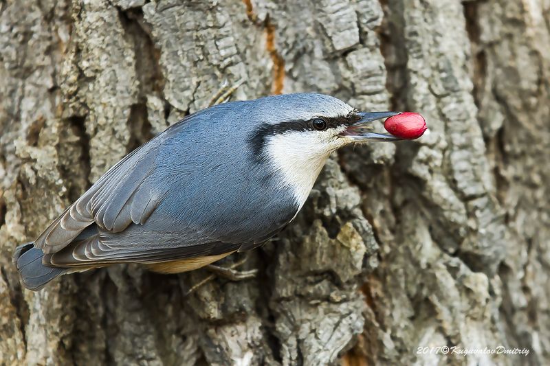 Поползень фото превью