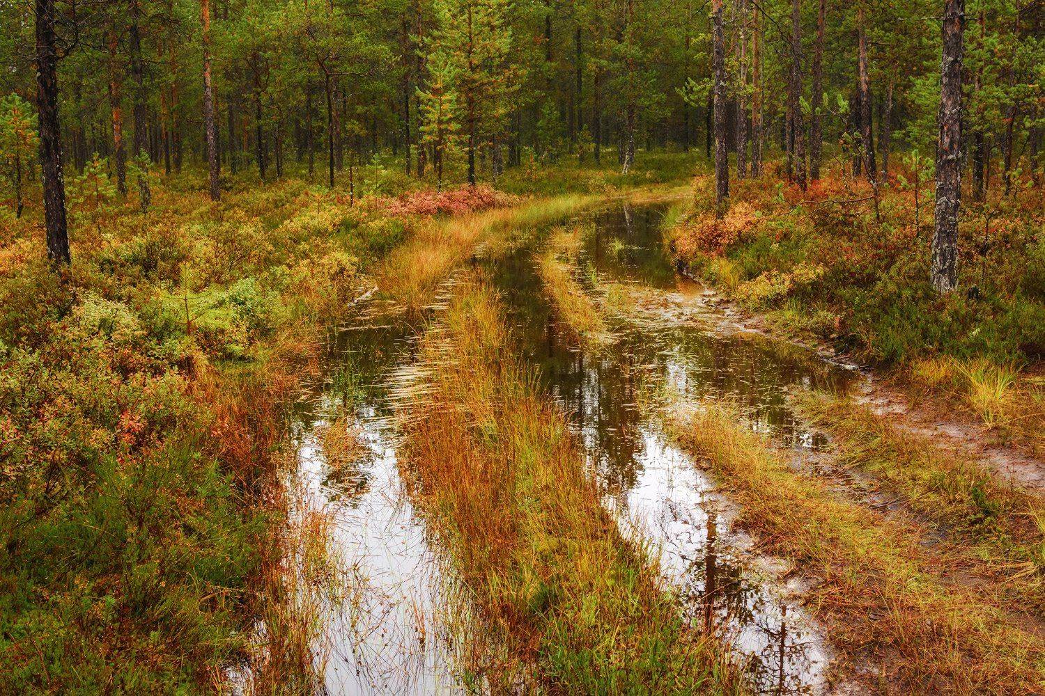 осень пинега лес деревья кусты дорога лужи отражения, Ра Вера