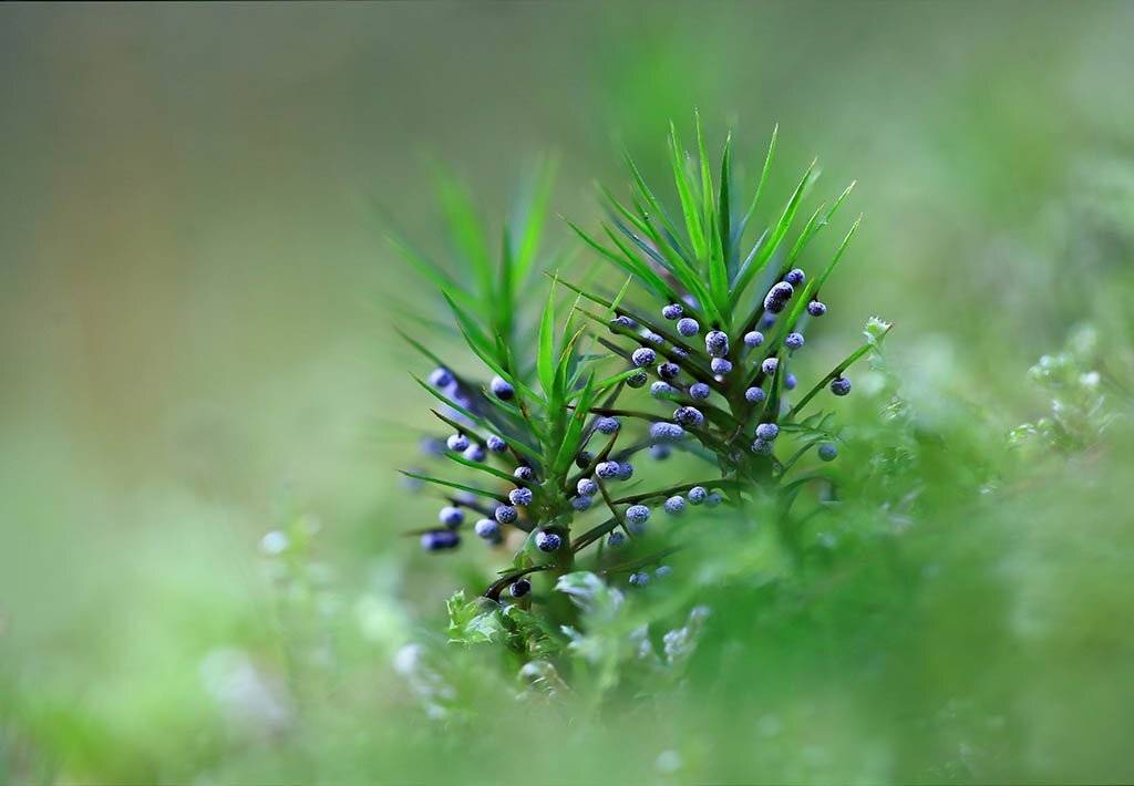 Лес,осень,мох,лишайник,грибы,зеленый,пасмурно,холодно., Виктор Шнайдер