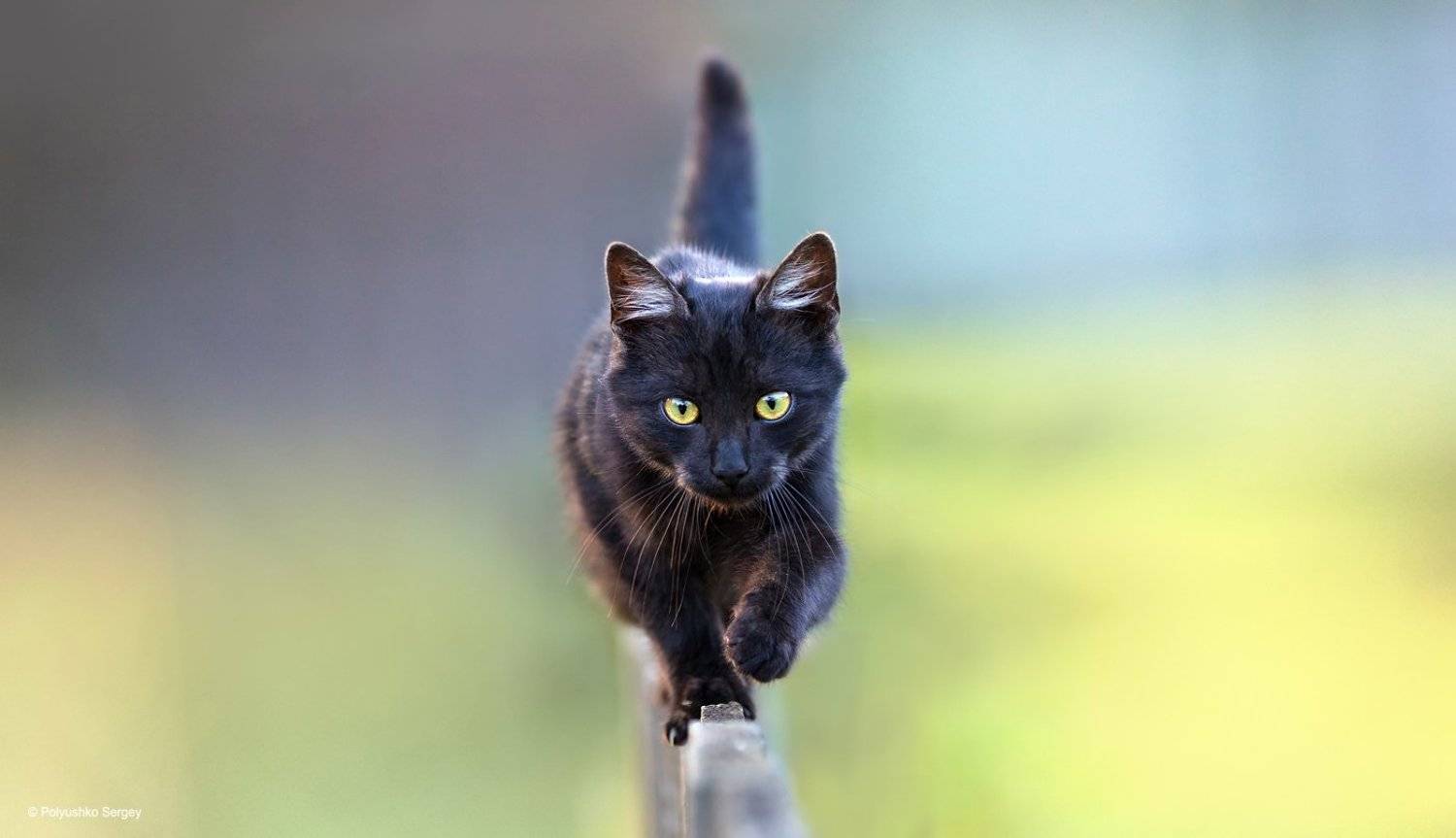 котенок, Полюшко Сергей