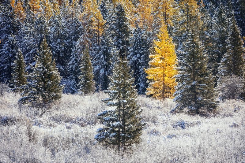 алтай, мультинские Мороз и солнце на Мультинских озерах фото превью