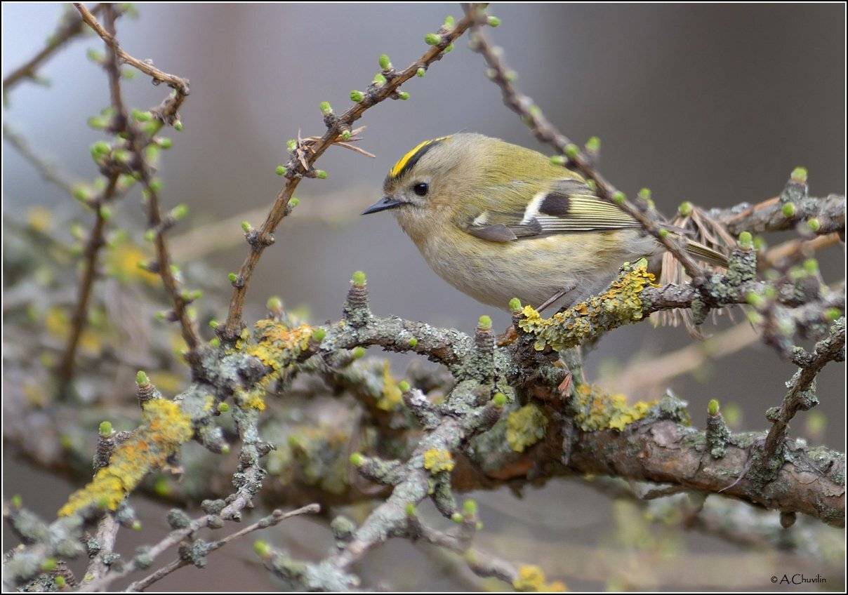 птица,королёк,апрель, Александр Чувилин