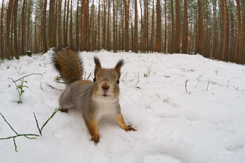 печора,коми,север,белка,осень,снег Беличьи истории фото превью