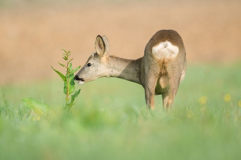 Inquisitive фото превью