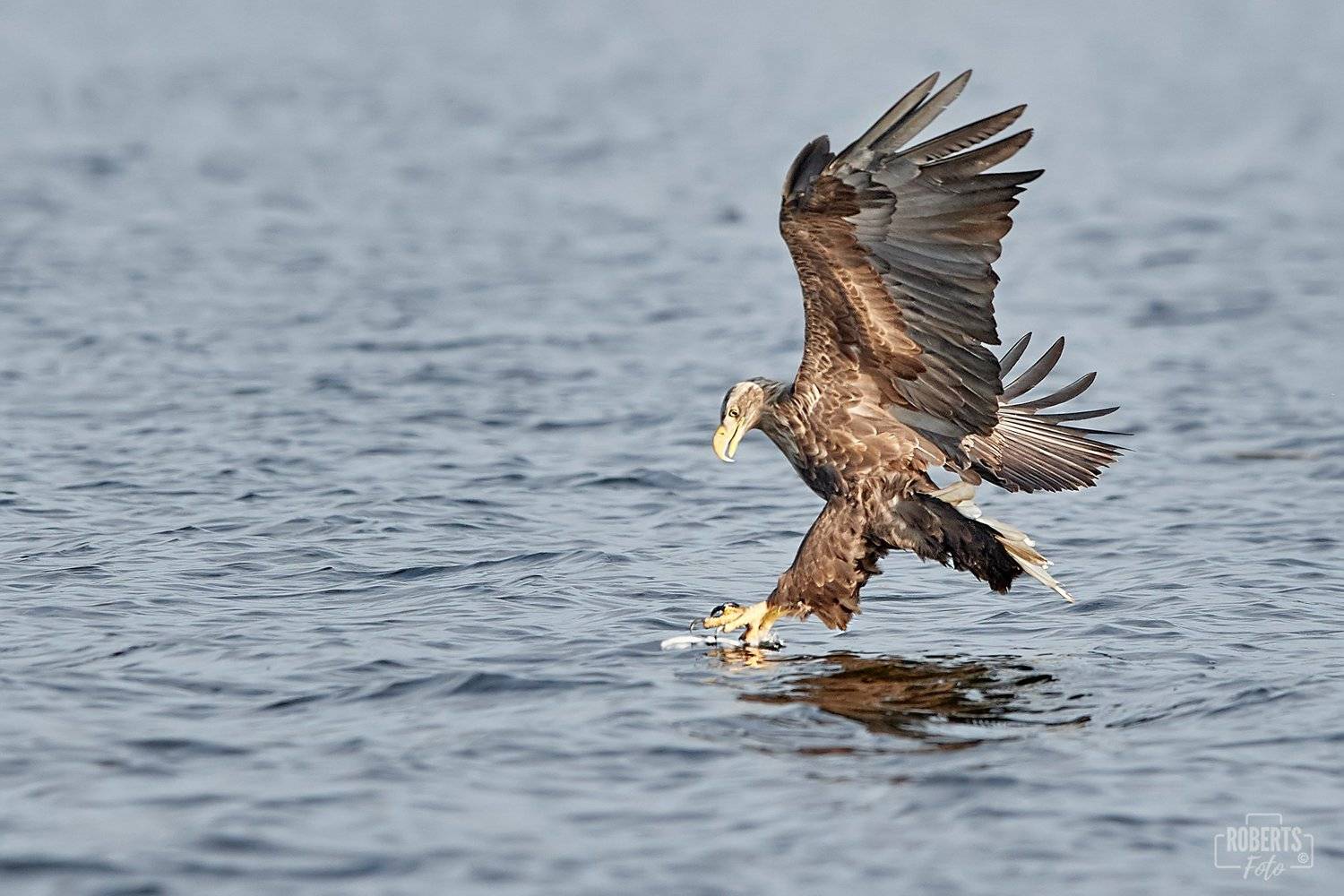 Орел в полете, Robert Szmytkowski