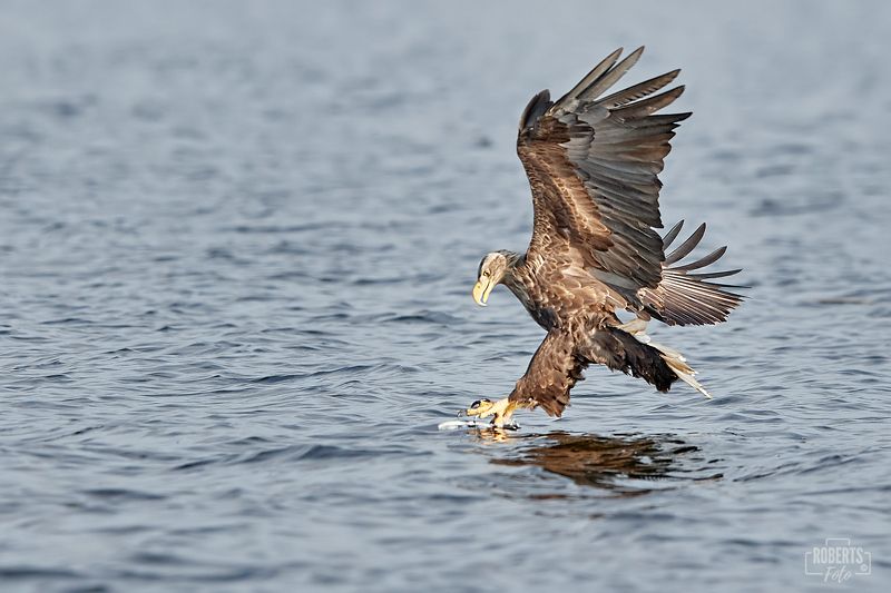 Орел в полете Орел в полете фото превью