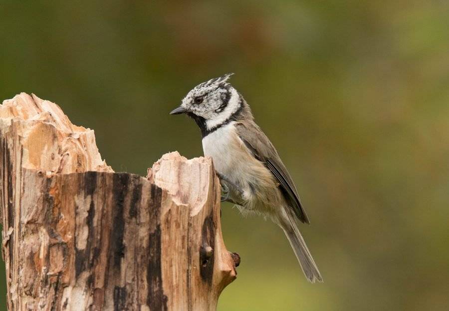 птицы, синица, гренадерка,, Владимир Пакалевич
