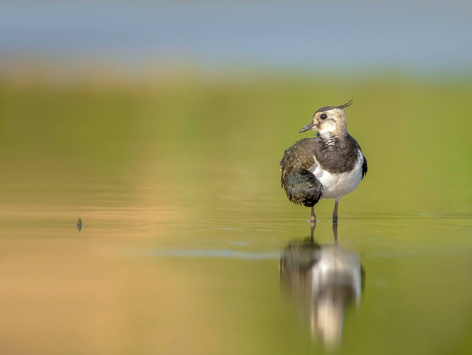 птицы,природа,лето, Андрей Киселёв