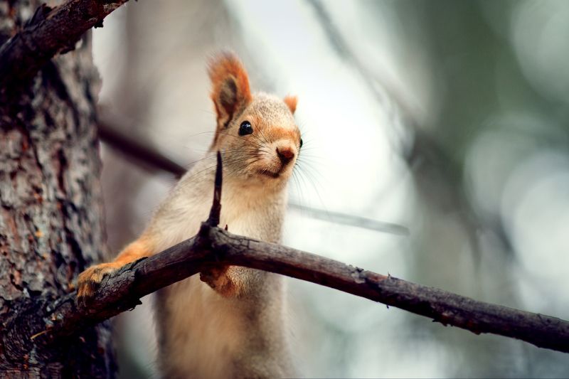 белки, осень, лес Про бельчонка фото превью