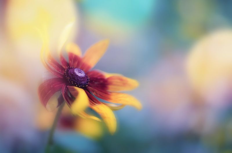 antrisolja, nature,flower, Краски ветра фото превью