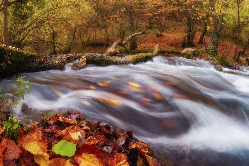 лес, осень, природа, пейзаж, чернореченский каньон  фото превью