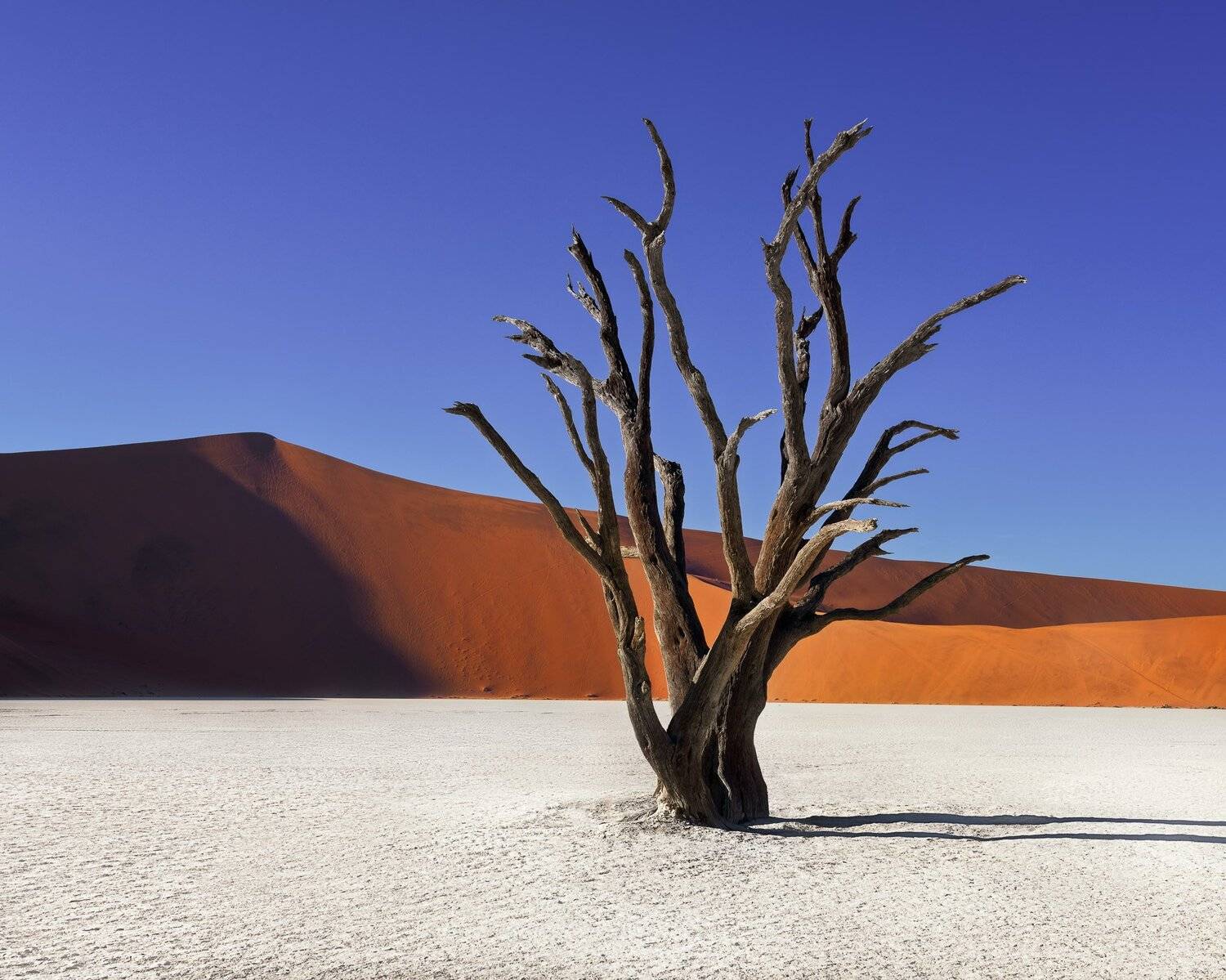acacia, Africa, african, arid, beautiful, blue, branch, camelthorn, clay, day, daylight, dead, deadvlei, desert, drought, dry, dune, famous, forest, hot, lake, landmark, landscape, morning, namib, namibia, namibian, national, nature, naukluft, orange, out, Andrey Omelyanchuk