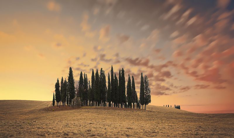 Cypresses фото превью