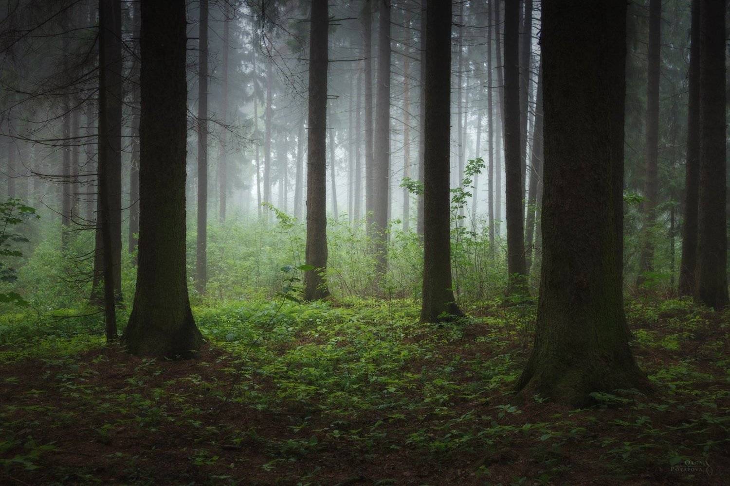 еловый лес, зеленоград, туман, зелень, лето, Степаненко Ольга