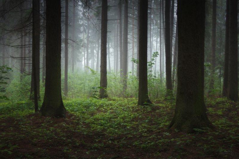 еловый лес, зеленоград, туман, зелень, лето * * * фото превью