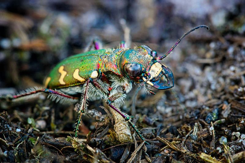 жук, скакун Волосатый лупоглазик фото превью