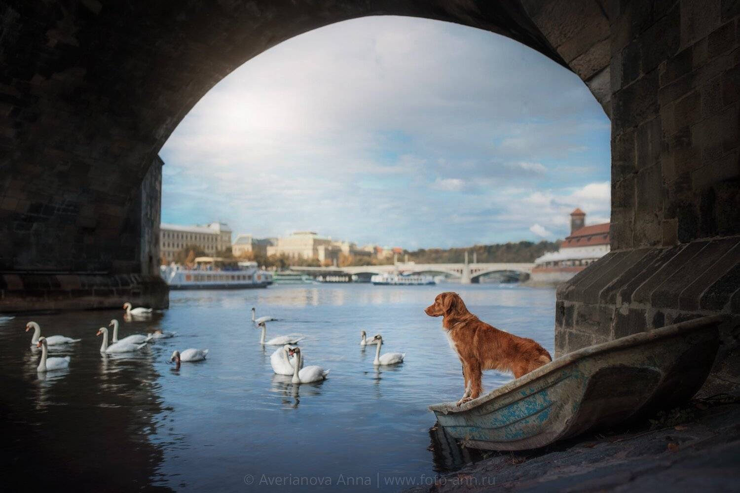 собака, природа, Анна Аверьянова