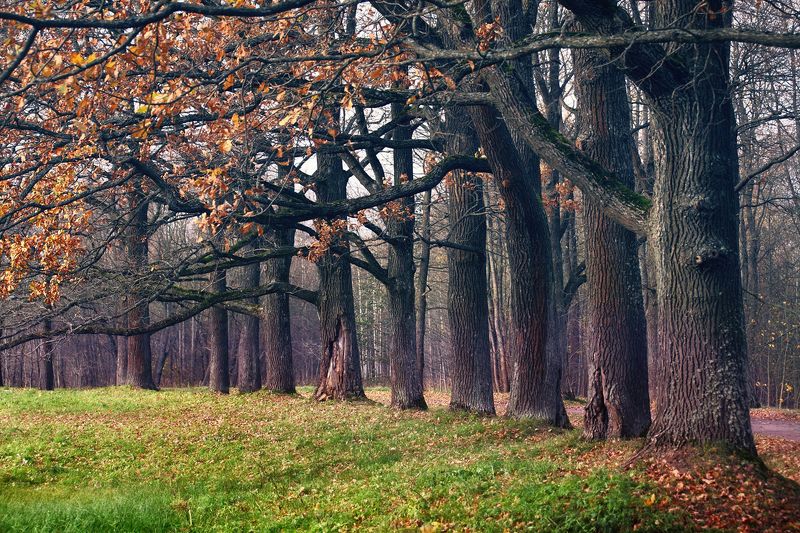 санкт-петербург, осень, октябрь, 100-300мм Ораниенбаум поздней осенью фото превью